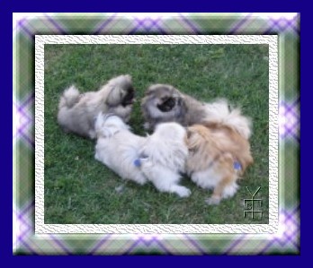 pekes playing picture in plaid frame