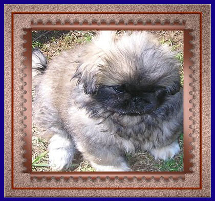 picture of Chopin, my Pekingese puppy
