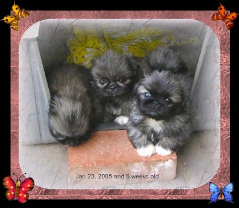 peke puppies in doghouse