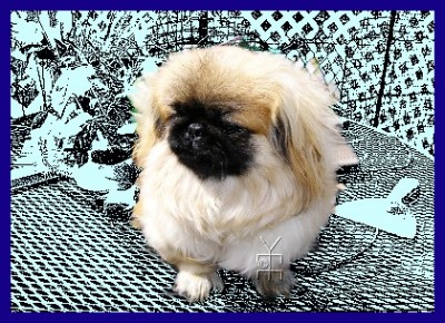 my pet peke,Fortune Cookie, picture